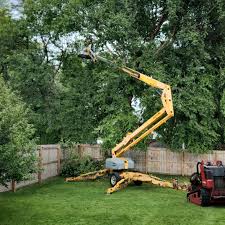 Best Tree Preservation Services  in Monte Sereno, CA